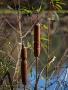 Cattails