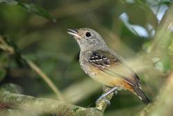 Study shows that global warming acts as an "escalator to extinction" for species in the Andes