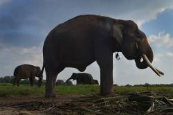 Sumatran Elephants Critically Endangered