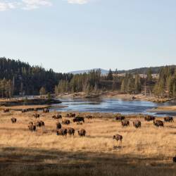 Repopulating Bison has been "a healing experience"