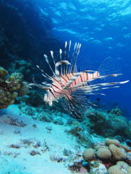 Mediterranean poised for disastrous lionfish invasion