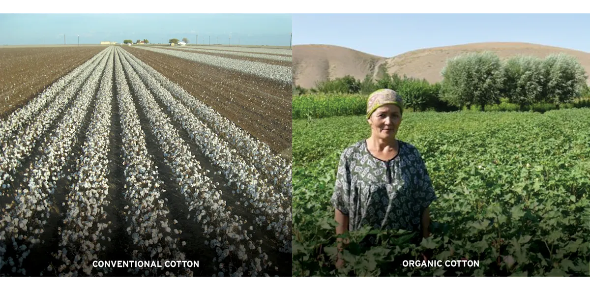 Top Crops - COTTON 2 - conventional vs organic