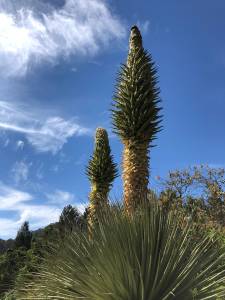 Queen of the Andes