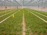 World's most efficient greenhouse agriculture in the Netherlands