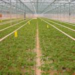 World's most efficient greenhouse agriculture in the Netherlands