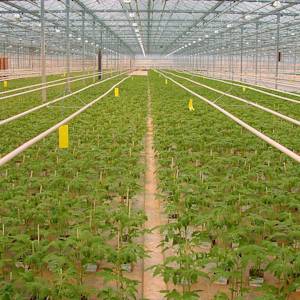World's most efficient greenhouse agriculture in the Netherlands