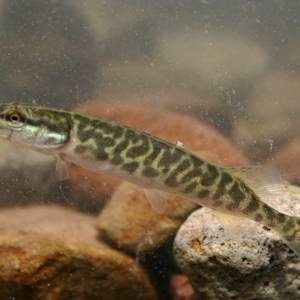Invasive Pike