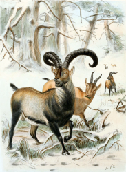 Pyrenean Ibex Extinct