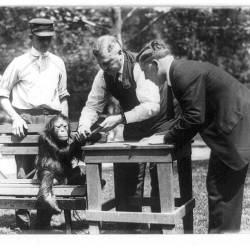 British Colonial Government Enacts Orangutan Protections