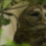 The Northern Spotted Owl