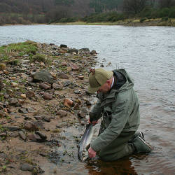 Tweed River Salmon Restoration Success