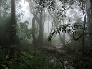 Northern Indochina Forests