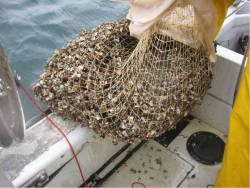 Invasive quagga mussels lead to decline of aquatic species