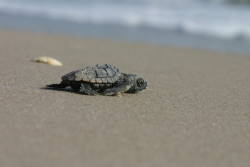 Green sea turtles double in numbers