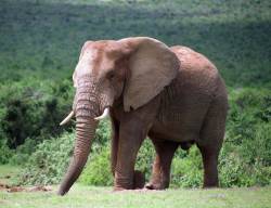 Addo Elephant National Park established