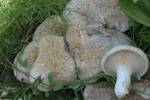 White Ferula Mushroom, Pleurotus nebrodensis