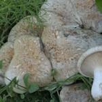 White Ferula Mushroom, Pleurotus nebrodensis