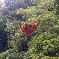 The Illegal Trade in Orangutans
