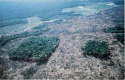 Deforestation alters the forest forever