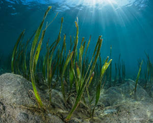 Seagrass habitat loss