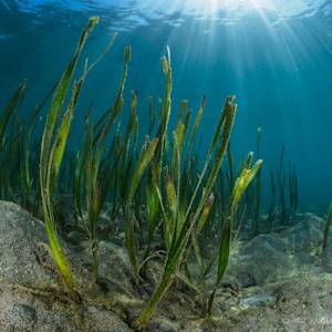 Seagrass habitat loss