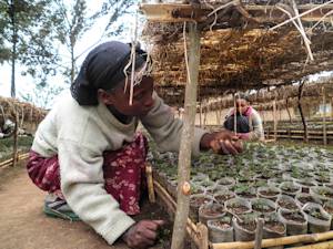 Ethiopia's Green Legacy