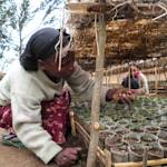 Ethiopia's Green Legacy