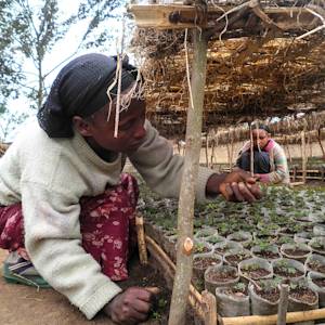 Ethiopia's Green Legacy