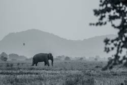 Serengeti Reserve established