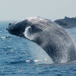 As waters warm, Humpback Whales are sighted in New York Harbor