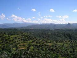 Palm Oil Production Leads to Forest Loss