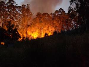 Leiria Pine Forest fire