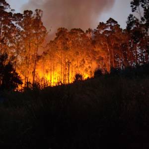 Leiria Pine Forest fire