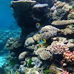 Great Barrier Reef Marine Park: Largest Living Structure on Earth