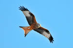 Species Recovery: Red kite