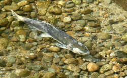 25 years after the introduction of invasive mussels, salmon population destroyed