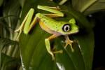 Lemur leaf frog