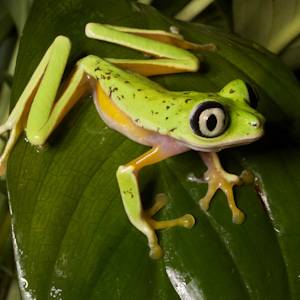Lemur leaf frog