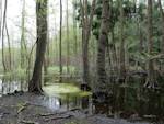 Southern New Guinea Swamp Forests