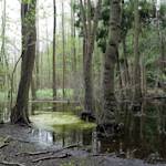 Southern New Guinea Swamp Forests