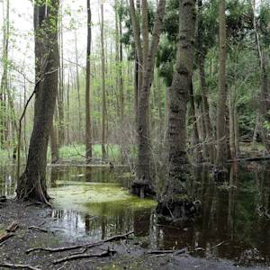 Southern New Guinea Swamp Forests
