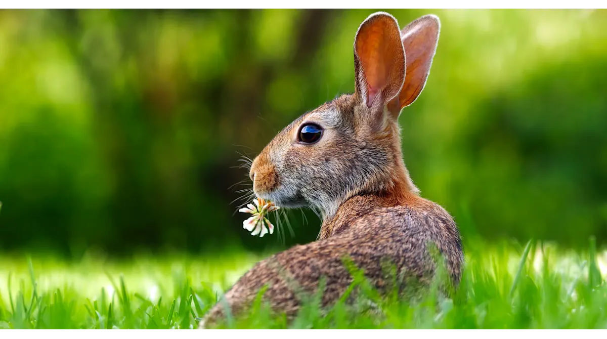 Rabbit in Grass