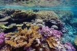 Caño Island Coral Reef Restoration