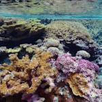 Caño Island Coral Reef Restoration