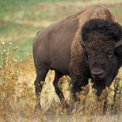 Bison restoration important to heal grasslands and Native Nations
