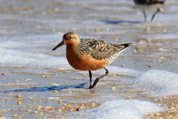 Red knot populations plummet due to threats to horseshoe crabs