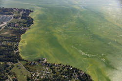 Record algal bloom on Lake Erie