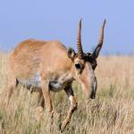 Saiga antelope
