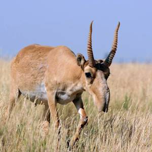 Saiga antelope