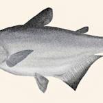 Mekong giant catfish